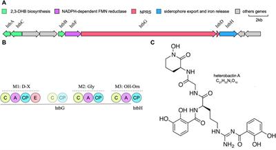 Complete genome sequence of a novel Prescottella sp. R16 isolate from deep-sea sediments in the western Pacific